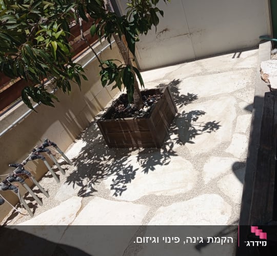 עץ בעציץ על מרפסת עם אבנים